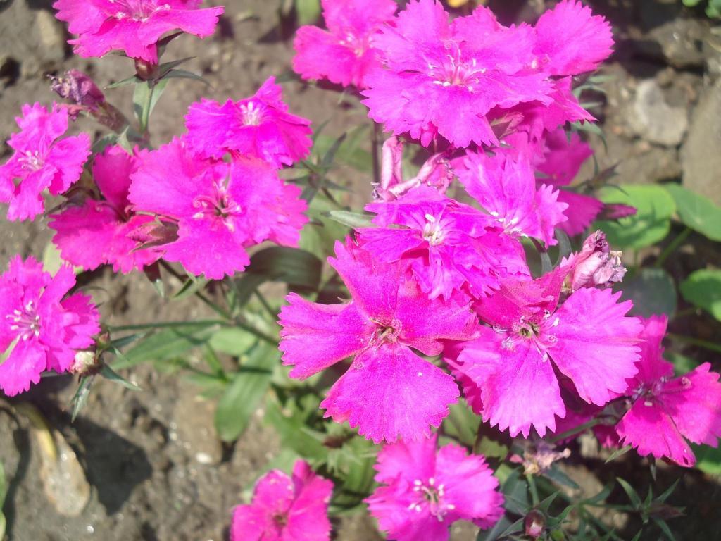 Frühstückspension Discovery Kathmandu
